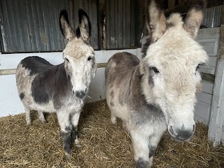 Alpaca walking and experiences also Donkeys walks Felley Ranch