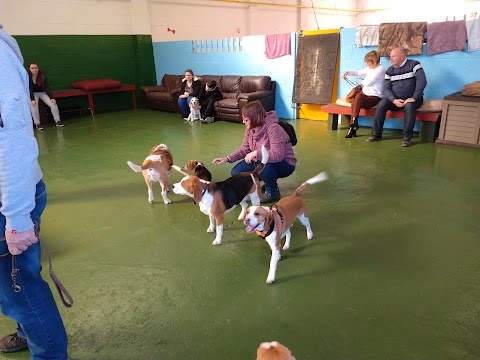 Scoobys Doggy Day Care, Swim Centre & Dog Wash