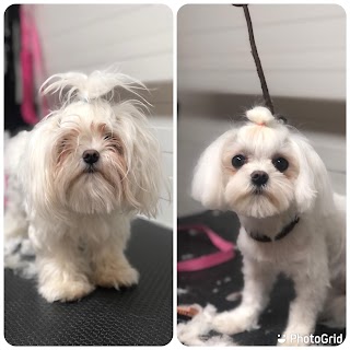 Dog's Grooming Salon