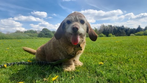 Happy Paws Leeds Dog Walks