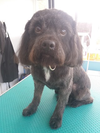 Orchid Dog Grooming Services