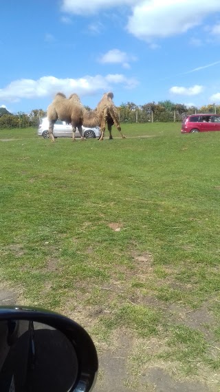 West Midlands Safari Park