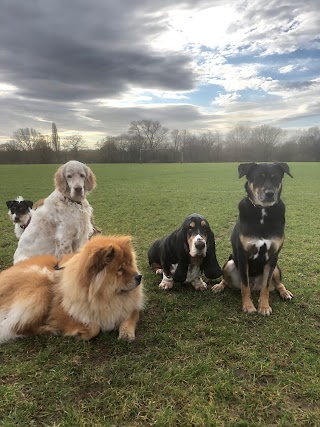 Reservoir Dogs Daycare