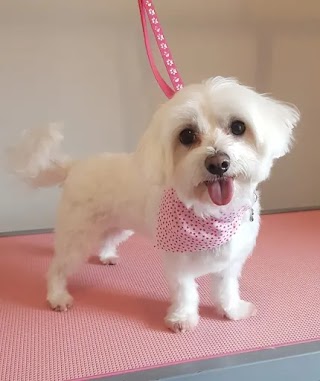 Zoomies Dog Grooming Salon