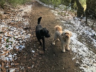 Waggy Trails Dorking - Dog walker and day care