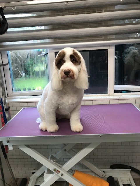 Dog Grooming by Sarah Horsford Norwich