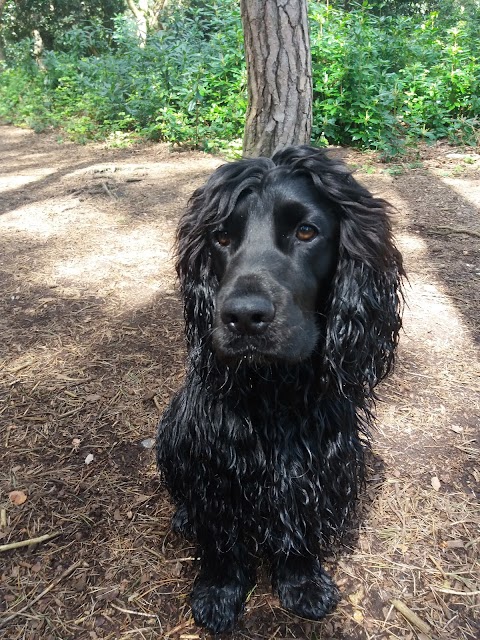 Tanya's Happy Hounds Dog Walking (Bournemouth Dorset)