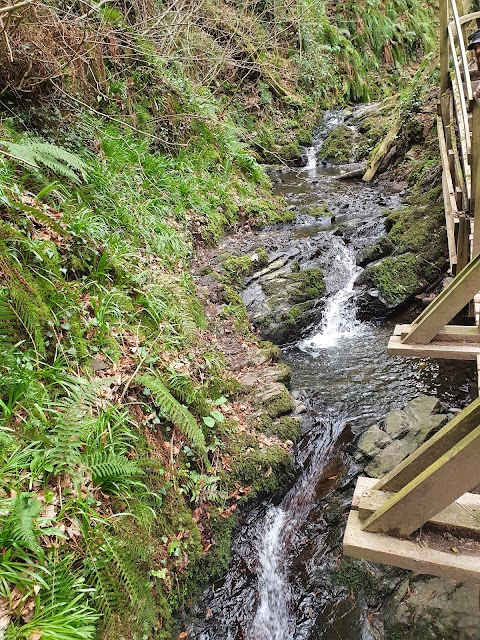 National Trust Lisnabreeny Cregagh Glen