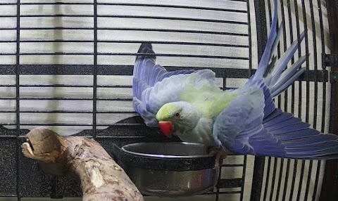 Indian Ringneck Parrots Manchester