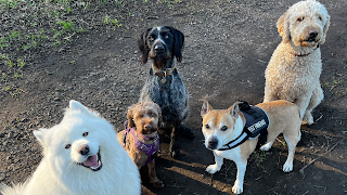 Canonmills Canines Edinburgh