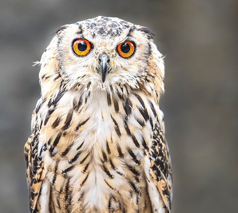 Dublin Falconry