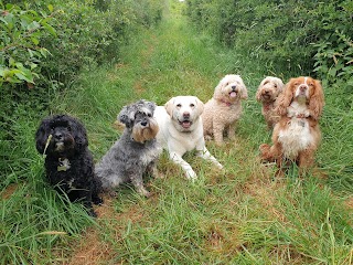 Waggy Walks Pet Services