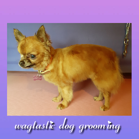 Wagtastic Dog Grooming