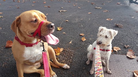 Goody Four Paws - Professional Dog Walking in North London