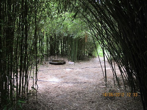 Bambous en Provence
