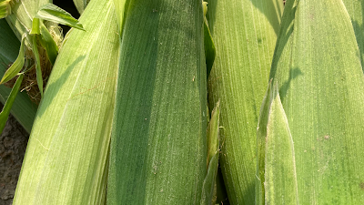 photo of Adelaide Farms