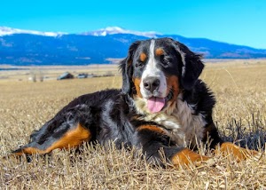 Family Berners