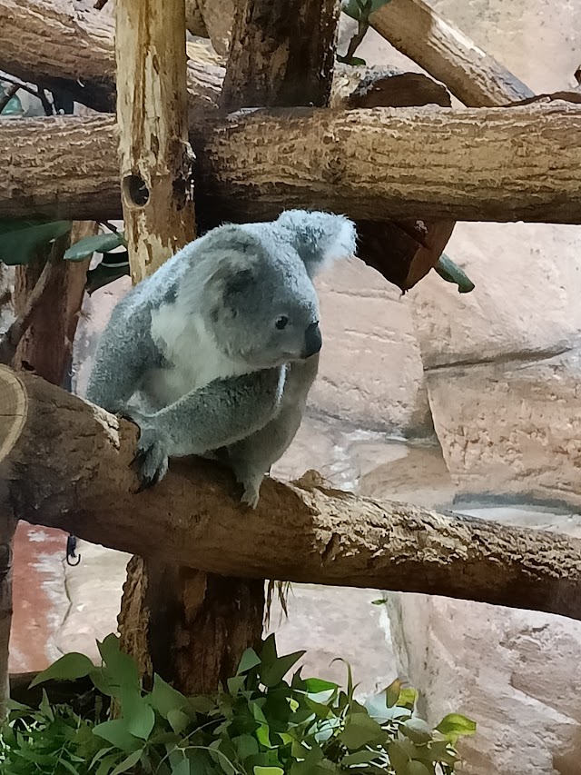 ZooParc de Beauval