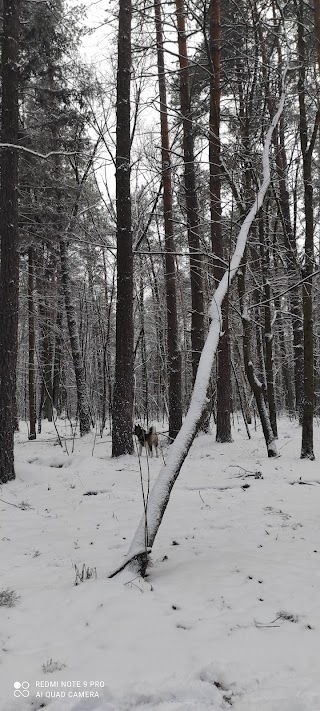 MTB Trail