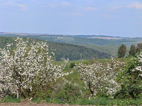 Наш сад