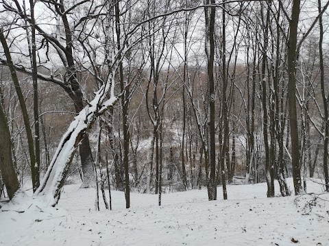 Сирецький гай