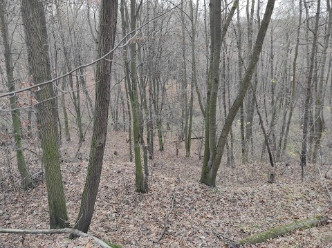 Ландшафтний заказник місцевого значення "Пролісок"