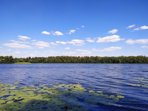 Буревісник