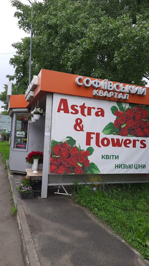 Astra Flowers