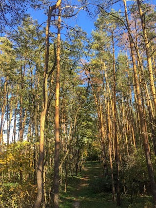 Біличанський ліс