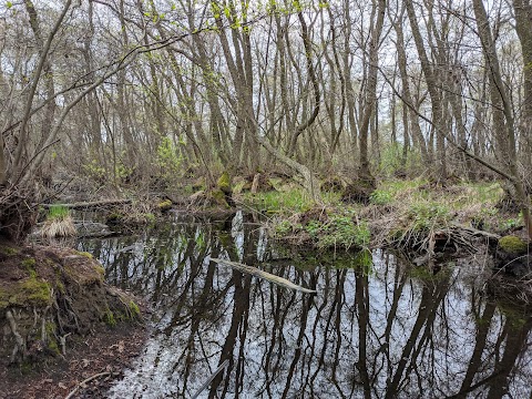 Геродотів ліс