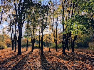 Аеропортівський гай, березова поляна