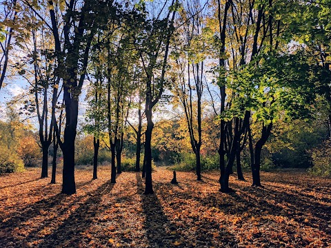 Аеропортівський гай, березова поляна