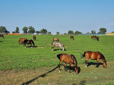 Klimenko stable