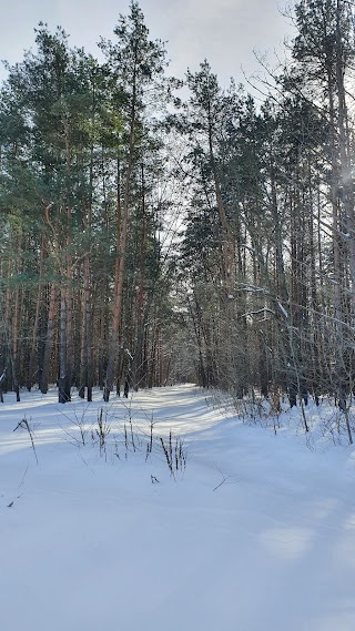 Лісові галявини