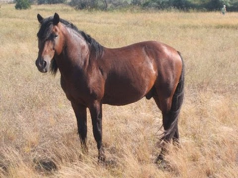 База відпочинку Кінбурнські дачі