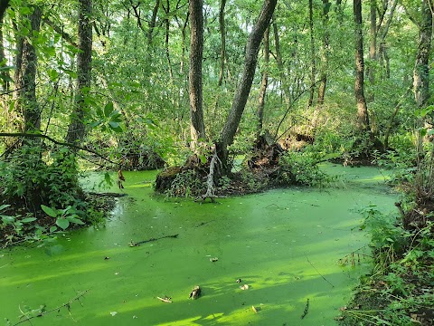 Геродотів ліс