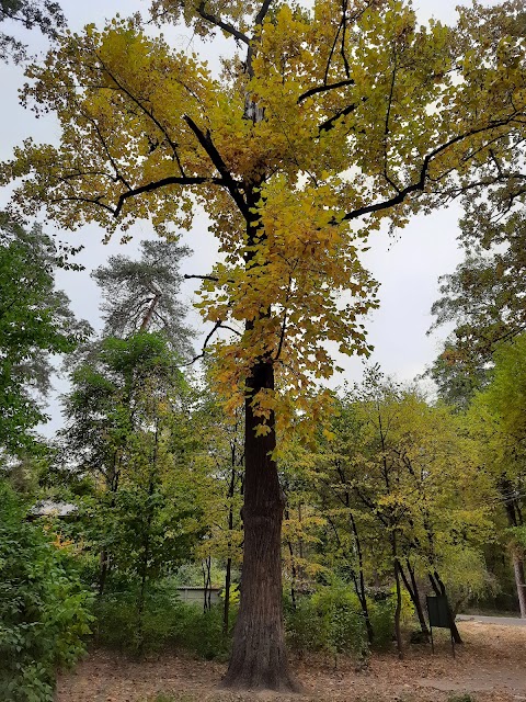 Тюльпанне дерево