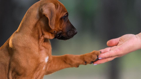 Red Hot Line Rhodesian Ridgebacks