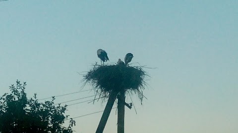 Сквер ім. Данила Галицького