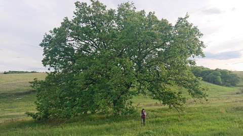 Павлівський ліс