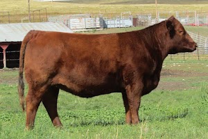 Young Red Angus