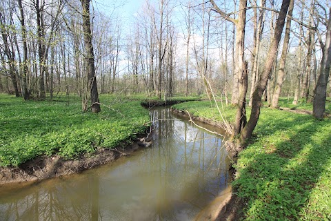 Лісовий часник