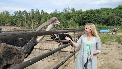 Страусина ферма САВАННА