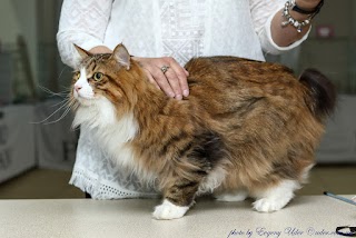 Kurilian bobtail cattery Wild Silver Tail