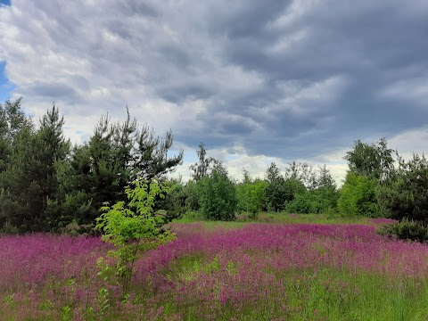 Петропавлівський лісостеп