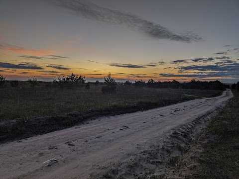 Паньський ліс