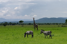Mikumi Park, Mikumi National Park, Tanzania