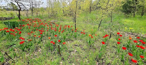 Дуб з бетонним стовбуром