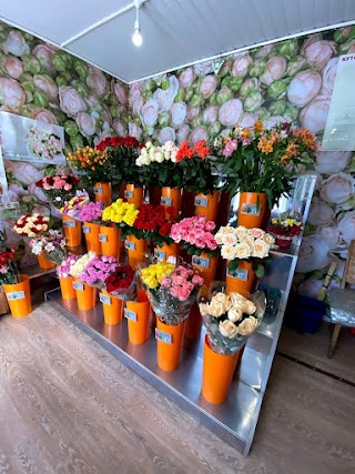 Квіти Flowers