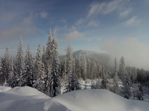 Карпатська Чайка